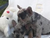 Prancuzu buldogai/prancuziukai/french bulldog - nuotraukos Nr. 5