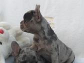 Prancuzu buldogai/prancuziukai/french bulldog - nuotraukos Nr. 6
