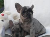 Prancuzu buldogai/prancuziukai/french bulldog - nuotraukos Nr. 7