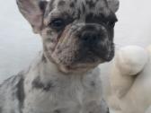 Prancuzu buldogai/prancuziukai/french bulldog