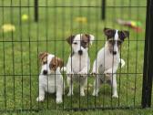 Parduodami Jack Russell šuniukai - nuotraukos Nr. 2