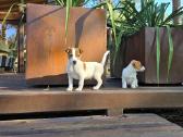 Parduodami Jack Russell šuniukai - nuotraukos Nr. 3