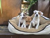 Parduodami Jack Russell šuniukai - nuotraukos Nr. 4