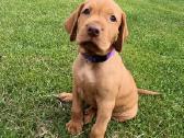 Vizsla Šuniukai pasiruošę keliauti į naujus namus - nuotraukos Nr. 30