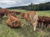Parduodame Eko limuzinų veislės telyčaites - nuotraukos Nr. 2