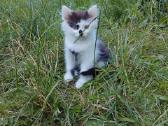Dovanoju mažą katinėlį - nuotraukos Nr. 4