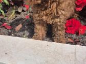 Toy pudeliai - nuotraukos Nr. 2