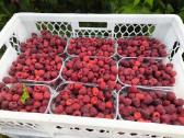 Rudeninės avietės Polka 7-4.5 eur 1 kg - nuotraukos Nr. 2