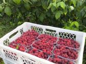 Rudeninės avietės Polka 7-4.5 eur 1 kg - nuotraukos Nr. 3
