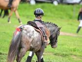 Apalūza spalvos poni kumelė - nuotraukos Nr. 3