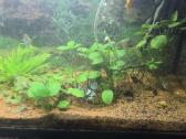 Juvel 120l su viskuom - nuotraukos Nr. 3