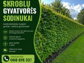 Skroblai, bukai, pušys, ligustras,gudobelės - nuotraukos Nr. 2