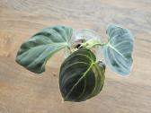 Philodendron Melanochrysum karpiniai - nuotraukos Nr. 6