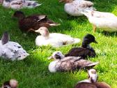 Parduodamos bantaminės call duck antytės - nuotraukos Nr. 2