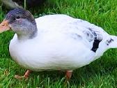 Parduodamos bantaminės call duck antytės - nuotraukos Nr. 6