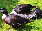 Parduodamos bantaminės call duck antytės - nuotraukos Nr. 5