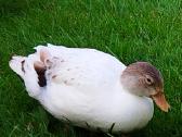Parduodamos bantaminės call duck antytės - nuotraukos Nr. 7