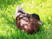 Parduodamos bantaminės call duck antytės - nuotraukos Nr. 8