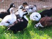 Parduodamos bantaminės call duck antytės - nuotraukos Nr. 3
