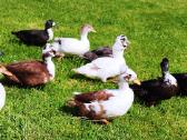 Parduodamos bantaminės call duck antytės - nuotraukos Nr. 11