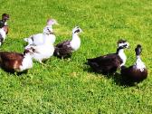 Parduodamos bantaminės call duck antytės - nuotraukos Nr. 12