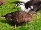 Parduodamos bantaminės call duck antytės - nuotraukos Nr. 9