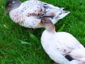 Parduodamos bantaminės call duck antytės - nuotraukos Nr. 13