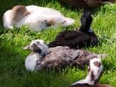 Parduodamos bantaminės call duck antytės - nuotraukos Nr. 14