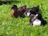 Parduodamos bantaminės call duck antytės - nuotraukos Nr. 15