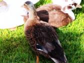 Parduodamos bantaminės call duck antytės - nuotraukos Nr. 10