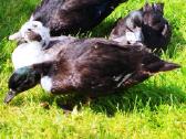 Parduodamos bantaminės call duck antytės - nuotraukos Nr. 16