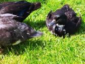 Parduodamos bantaminės call duck antytės - nuotraukos Nr. 17