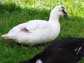Parduodamos bantaminės call duck antytės - nuotraukos Nr. 18