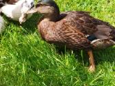 Parduodamos bantaminės call duck antytės - nuotraukos Nr. 19