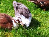 Parduodamos bantaminės call duck antytės - nuotraukos Nr. 20