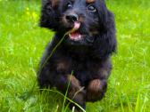 Cockapoo - nuotraukos Nr. 2