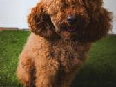 Cockapoo - nuotraukos Nr. 11