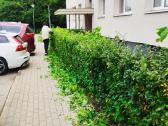 Vejos aeravimas, vejos atkūrimas, medžių genėjima - nuotraukos Nr. 5
