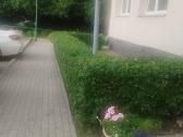 Vejos aeravimas, vejos atkūrimas, medžių genėjima - nuotraukos Nr. 6