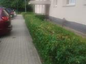 Vejos aeravimas, vejos atkūrimas, medžių genėjima - nuotraukos Nr. 7