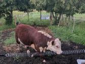 Parduodu 10 mėn. herefordų veislės veršelį - nuotraukos Nr. 2