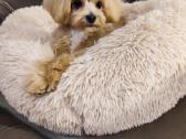 Mini maltipoo - nuotraukos Nr. 2