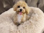 Mini maltipoo - nuotraukos Nr. 3