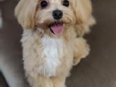 Mini maltipoo - nuotraukos Nr. 4