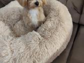 Mini maltipoo - nuotraukos Nr. 5