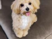 Mini maltipoo - nuotraukos Nr. 6