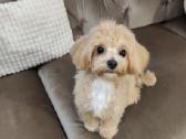 Mini maltipoo - nuotraukos Nr. 7