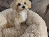 Mini maltipoo - nuotraukos Nr. 8