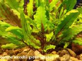 Juvel 120l su viskuom - nuotraukos Nr. 13