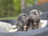 Parduodami Anglų Staffordshyro bullterjero šuniuka - nuotraukos Nr. 2